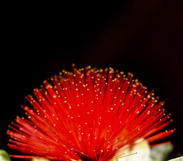 Red bloom