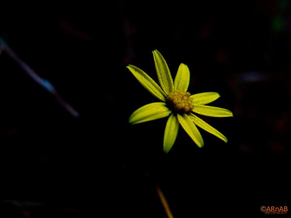 Yellow flower